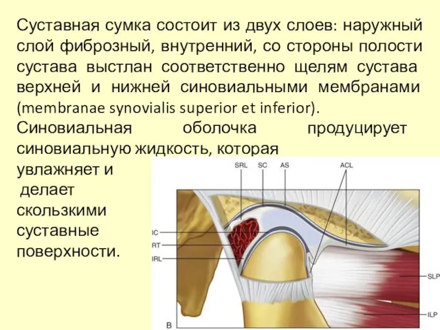 Суставная сумка состоит из двух слоев: наружный слой фиброзный, внутренний, со