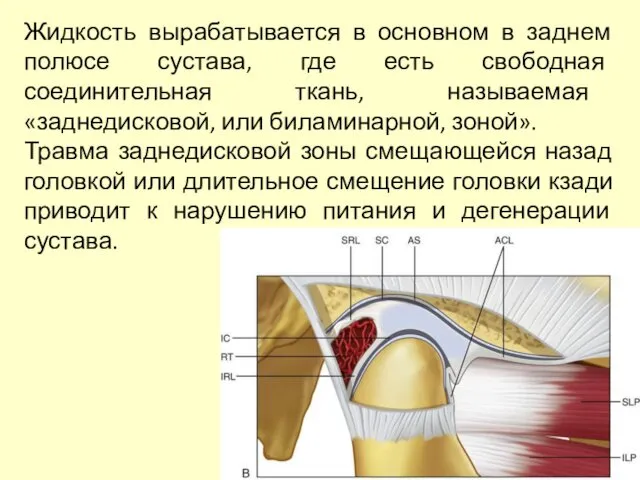 Жидкость вырабатывается в основном в заднем полюсе сустава, где есть свободная