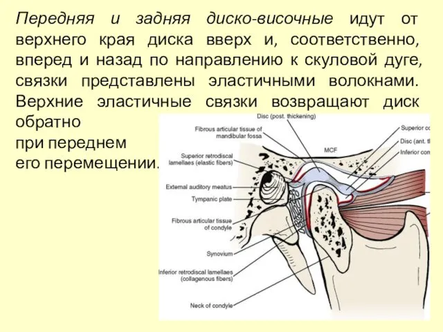 Передняя и задняя диско-височные идут от верхнего края диска вверх и,