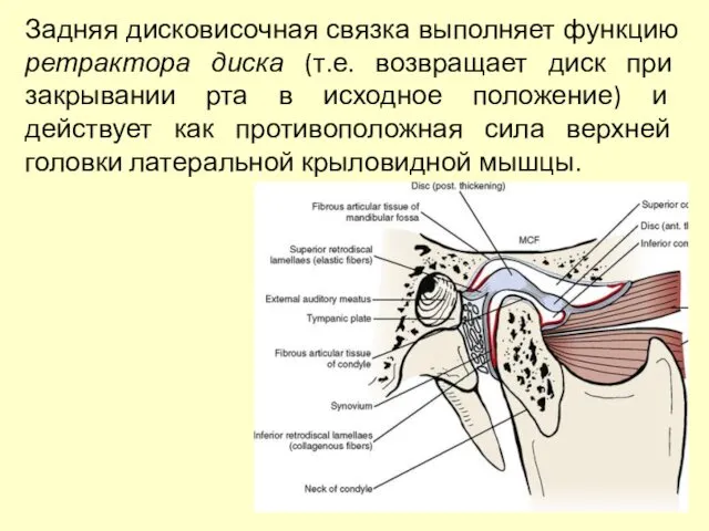 Задняя дисковисочная связка выполняет функцию ретрактора диска (т.е. возвращает диск при