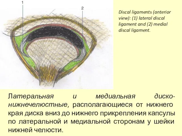 Discal ligaments (anterior view): (1) lateral discal ligament and (2) medial