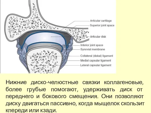 Нижние диско-челюстные связки коллагеновые, более грубые помогают, удерживать диск от переднего