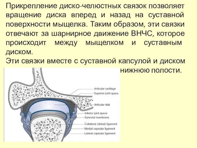 Прикрепление диско-челюстных связок позволяет вращение диска вперед и назад на суставной