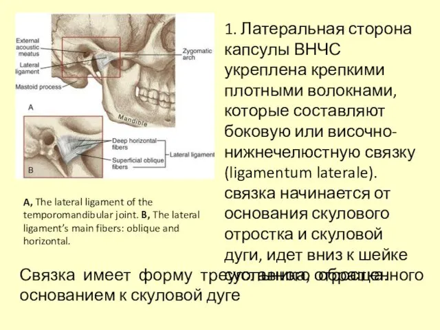 1. Латеральная сторона капсулы ВНЧС укреплена крепкими плотными волокнами, которые составляют