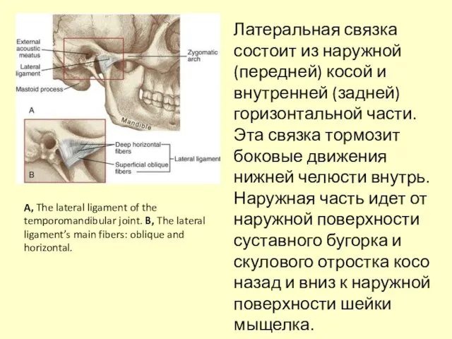 A, The lateral ligament of the temporomandibular joint. B, The lateral