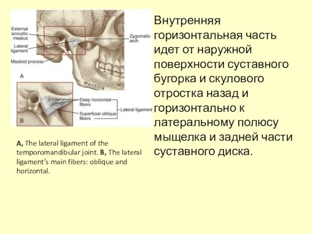 A, The lateral ligament of the temporomandibular joint. B, The lateral