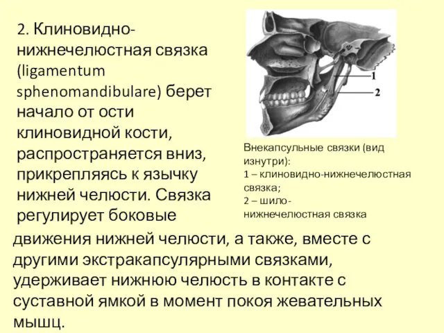 Внекапсульные связки (вид изнутри): 1 – клиновидно-нижнечелюстная связка; 2 – шило-