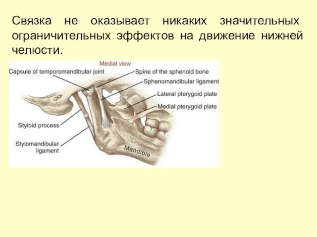 Связка не оказывает никаких значительных ограничительных эффектов на движение нижней челюсти.