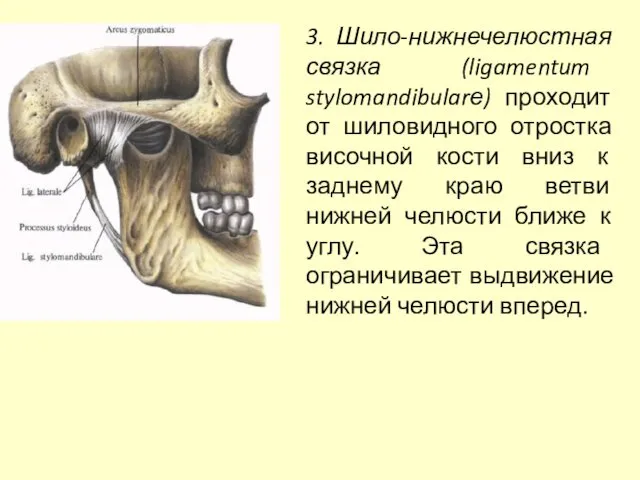 3. Шило-нижнечелюстная связка (ligamentum stylomandibularе) проходит от шиловидного отростка височной кости