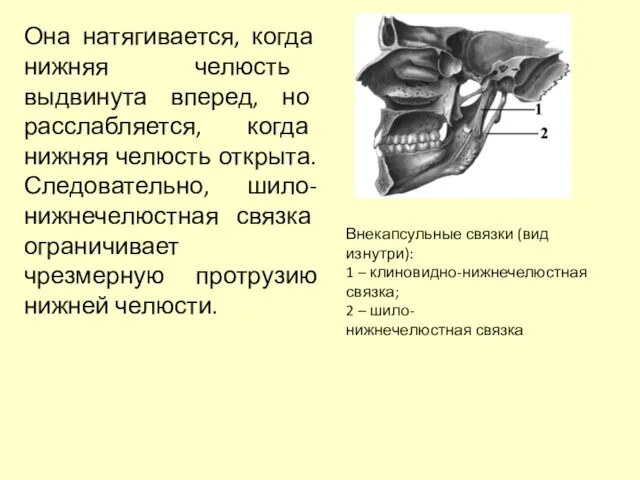 Внекапсульные связки (вид изнутри): 1 – клиновидно-нижнечелюстная связка; 2 – шило-