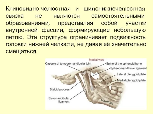 Клиновидно-челюстная и шилонижнечелюстная связка не являются самостоятельными образованиями, представляя собой участки