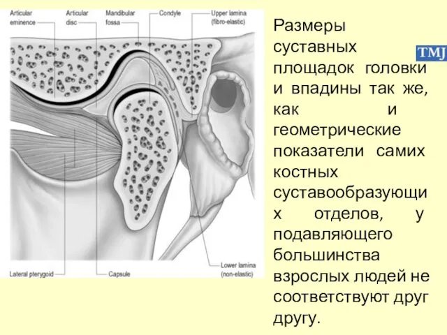 Размеры суставных площадок головки и впадины так же, как и геометрические