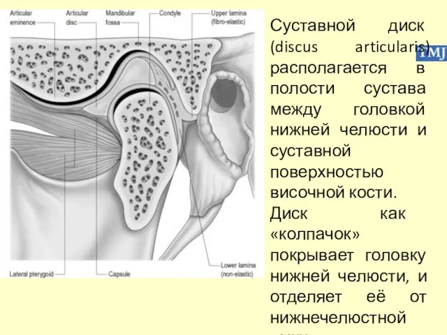 Суставной диск (discus articularis) располагается в полости сустава между головкой нижней