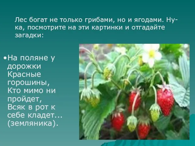 Лес богат не только грибами, но и ягодами. Ну-ка, посмотрите на