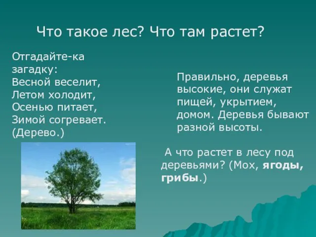 Что такое лес? Что там растет? Отгадайте-ка загадку: Весной веселит, Летом