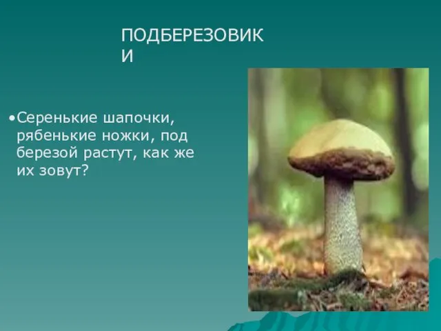 ПОДБЕРЕЗОВИКИ Серенькие шапочки, рябенькие ножки, под березой растут, как же их зовут?