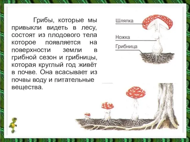 Грибы, которые мы привыкли видеть в лесу, состоят из плодового тела
