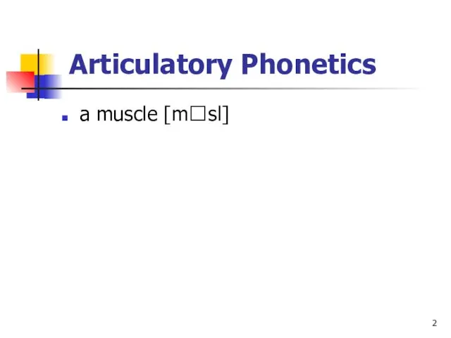 Articulatory Phonetics a muscle [msl]