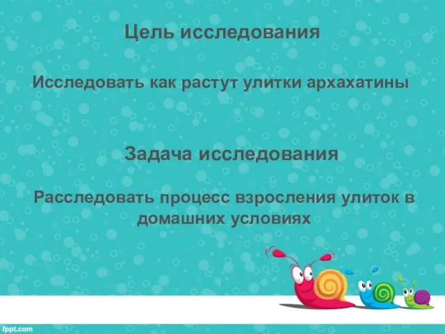 Цель исследования Задача исследования Исследовать как растут улитки архахатины Расследовать процесс взросления улиток в домашних условиях