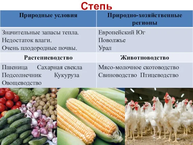 Степь