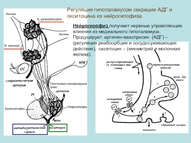 Регуляция гипоталамусом секреции АДГ и окситоцина из нейрогипофиза Нейрогипофиз получает нервные