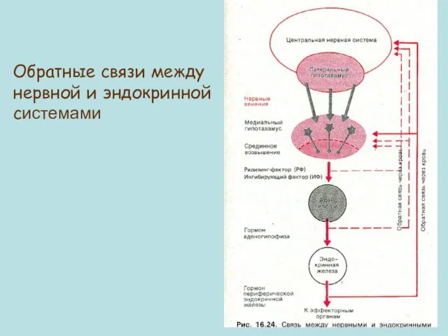 Обратные связи между нервной и эндокринной системами