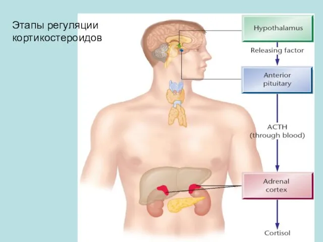 Этапы регуляции кортикостероидов