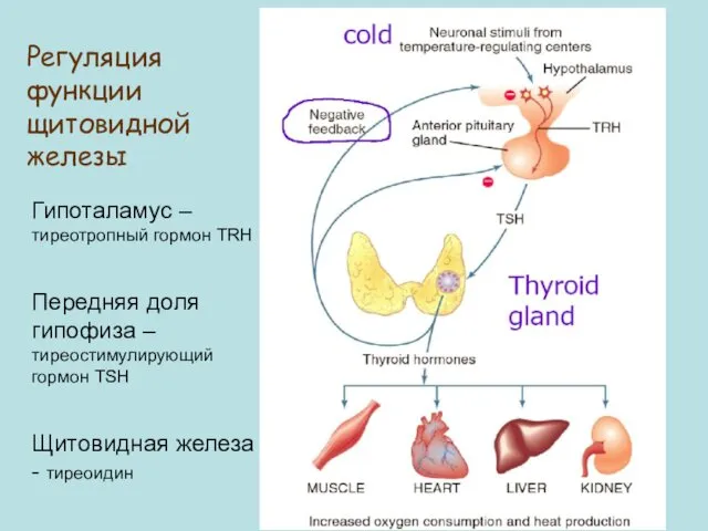 Регуляция функции щитовидной железы Гипоталамус –тиреотропный гормон TRH Передняя доля гипофиза