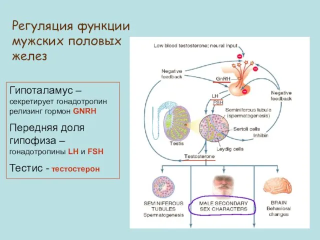 Регуляция функции мужских половых желез Гипоталамус – секретирует гонадотропин релизинг гормон