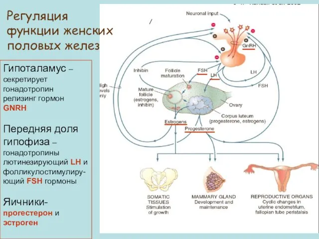 Гипоталамус – секретирует гонадотропин релизинг гормон GNRH Передняя доля гипофиза –