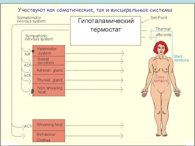 Гипоталамический термостат Участвуют как соматические, так и висцеральные системы