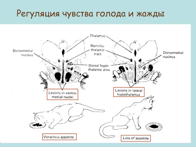 Регуляция чувства голода и жажды