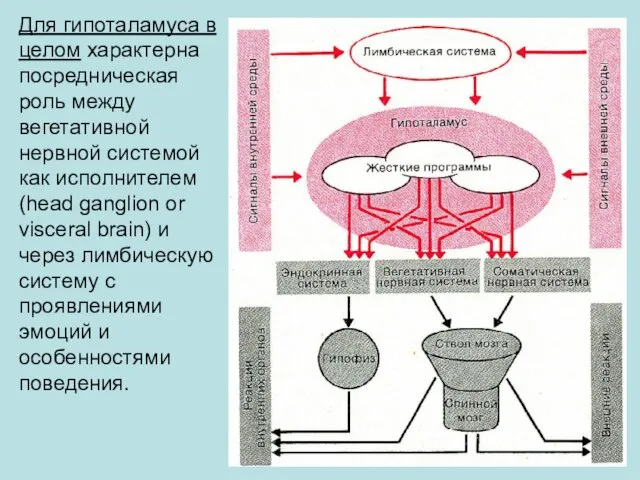 Для гипоталамуса в целом характерна посредническая роль между вегетативной нервной системой