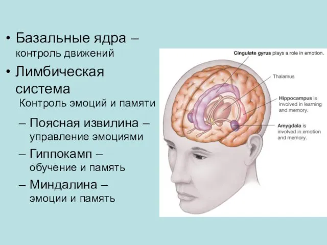 Базальные ядра – контроль движений Лимбическая система Поясная извилина – управление