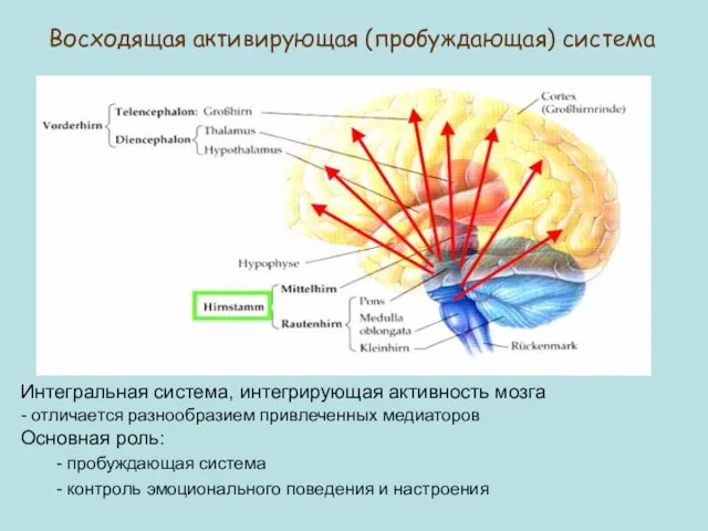 Восходящая активирующая (пробуждающая) система Интегральная система, интегрирующая активность мозга - отличается