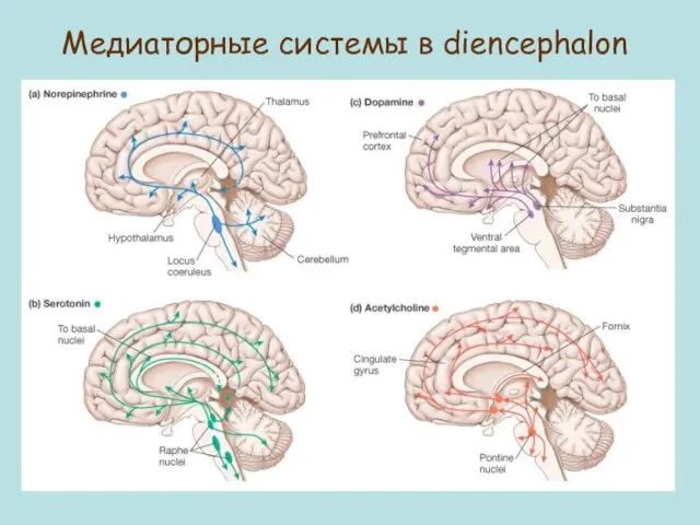 Медиаторные системы в diencephalon