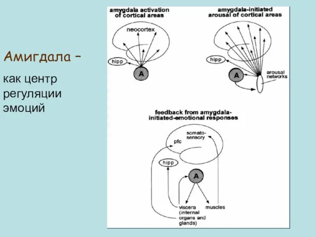 Амигдала – как центр регуляции эмоций