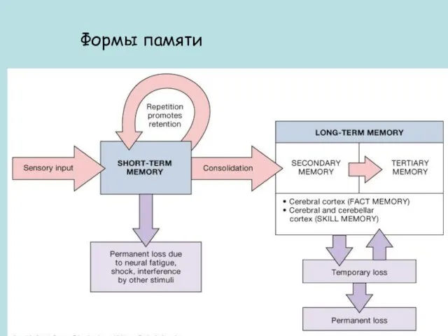 Формы памяти