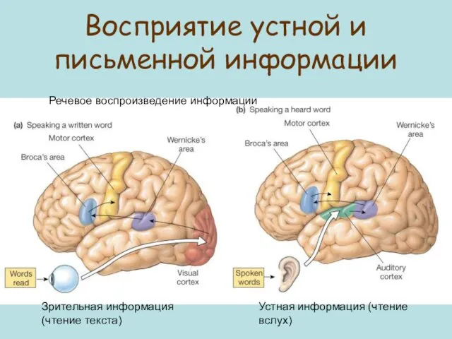 Восприятие устной и письменной информации Зрительная информация (чтение текста) Устная информация (чтение вслух) Речевое воспроизведение информации