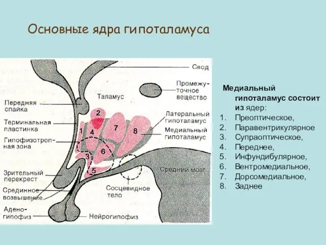 Медиальный гипоталамус состоит из ядер: Преоптическое, Паравентрикулярное Супраоптическое, Переднее, Инфундибулярное, Вентромедиальное, Дорсомедиальное, Заднее Основные ядра гипоталамуса