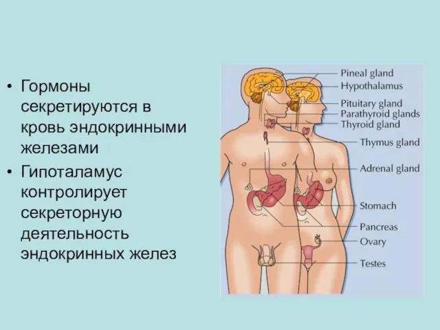 Гормоны секретируются в кровь эндокринными железами Гипоталамус контролирует секреторную деятельность эндокринных желез