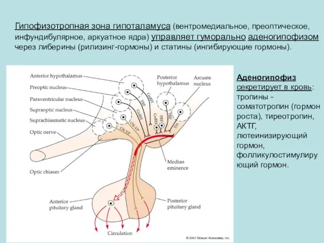 Гипофизотропная зона гипоталамуса (вентромедиальное, преоптическое, инфундибулярное, аркуатное ядра) управляет гуморально аденогипофизом