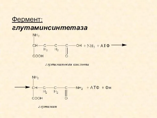 Фермент: глутаминсинтетаза