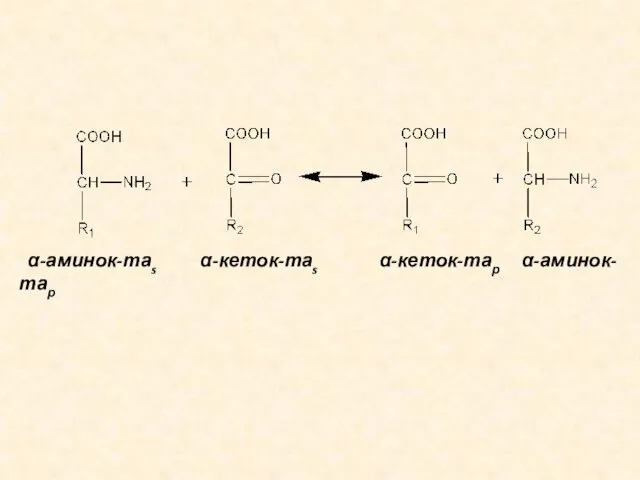 α-аминок-таs α-кеток-таs α-кеток-тар α-аминок-тар