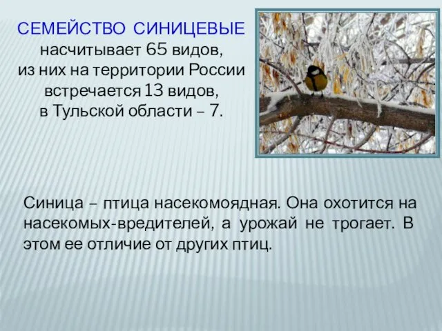 СЕМЕЙСТВО СИНИЦЕВЫЕ насчитывает 65 видов, из них на территории России встречается