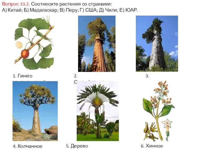 Вопрос 33.2. Соотнесите растения со странами: А) Китай; Б) Мадагаскар; В)