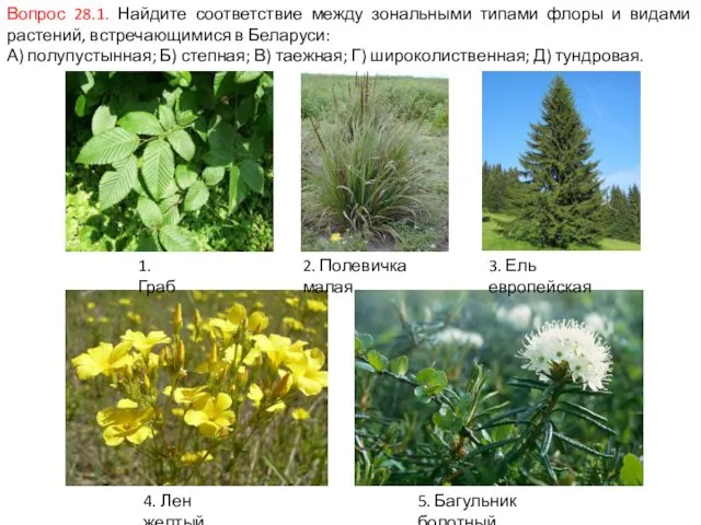 Вопрос 28.1. Найдите соответствие между зональными типами флоры и видами растений,