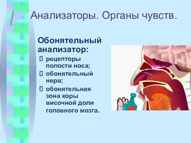 Анализаторы. Органы чувств. Обонятельный анализатор: рецепторы полости носа; обонятельный нерв; обонятельная