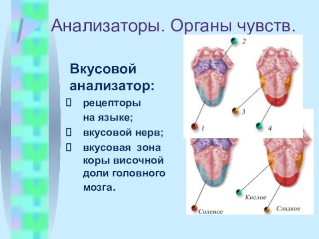 Анализаторы. Органы чувств. Вкусовой анализатор: рецепторы на языке; вкусовой нерв; вкусовая