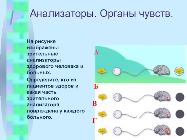 Анализаторы. Органы чувств. На рисунке изображены зрительные анализаторы здорового человека и